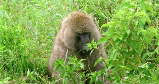 Ένας Μεγάλος Πίθηκος Μπαμπουίνος Τρώει Πράσινο Γρασίδι Στην Ερημιά — Αρχείο Βίντεο