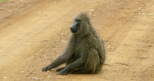 Samotna Oliwkowa Małpa Pawiana Siedząca Środku Polnej Drogi — Wideo stockowe