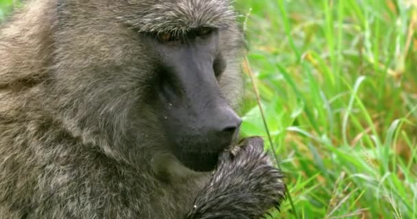Stały Strzał Pokazujący Głowę Głodnej Tanzańskiej Małpy Jedzącej — Wideo stockowe