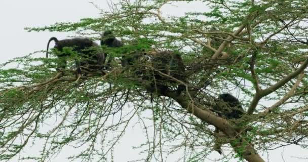 Groupe Babouins Sur Sommet Arbre Avec Ciel Nuageux Derrière Eux — Video