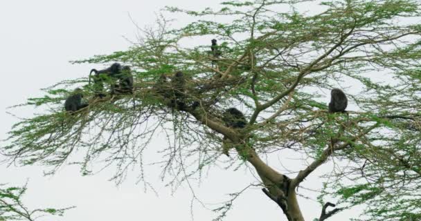 Małe Stado Tanzańskich Pawianów Wspinających Się Drzewo Odpocząć Pobawić Się — Wideo stockowe