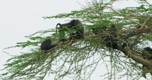 Родина Африканських Маслинових Бабуїнів Гілках Великого Дерева — стокове відео