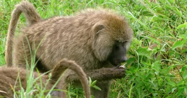 Bir Zeytin Maymunu Elini Kullanarak Topraktan Toplar Yer — Stok video