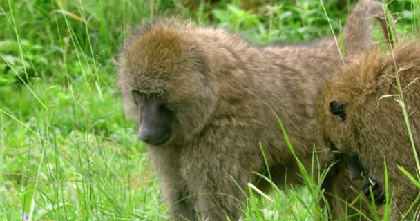 Firme Tiro Selvagem Dois Macacos Colocando Grama Suas Bocas — Vídeo de Stock