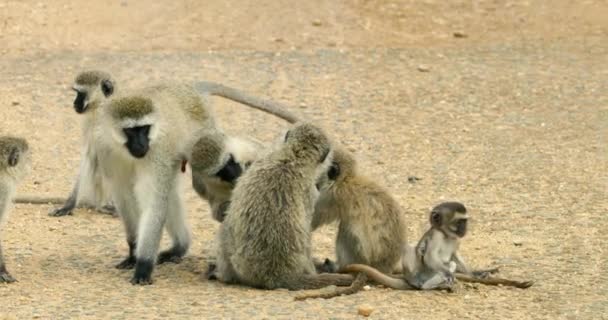 Una Famiglia Scimmie Nere Vervet Faccia Seduta Sulla Sporcizia Natura — Video Stock