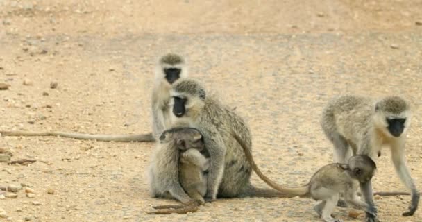 Mother Black Face Vervet Monkey Breastfeeding Her Young Baby — Stock Video