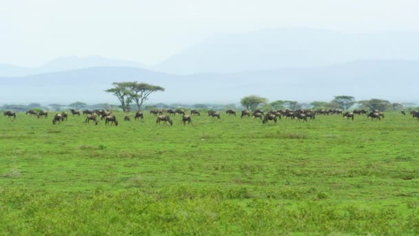 Een Kudde Gnoe Dieren Een Groot Veld Tanzania — Stockvideo