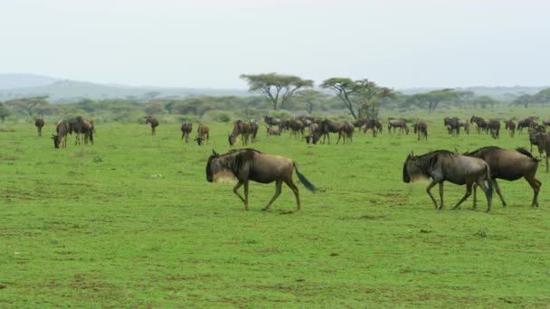 Een Groot Peloton Gnu Dieren Werelderfgoedsite Van Serengeti — Stockvideo