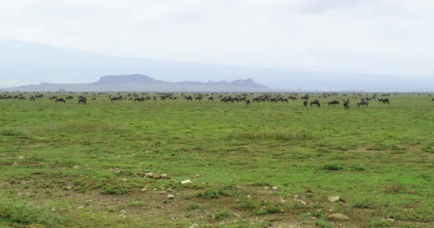 Duża Paczka Gnu Zwierzątka Światowym Dziedzictwie Serengeti — Wideo stockowe
