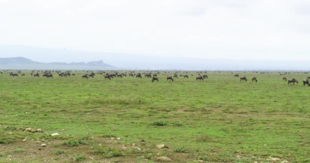 Muitos Animais Gnu Espalhados Por Amplo Campo Tanzânia Selvagem — Vídeo de Stock