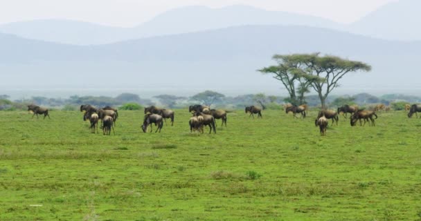 Африканский Ландшафт Диких Зверей Поедающих Запуск Дикой Природе — стоковое видео