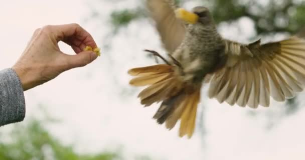 Брауновий Птах Який Їсть Їжу Території Всесвітньої Спадщини Серенгеті — стокове відео