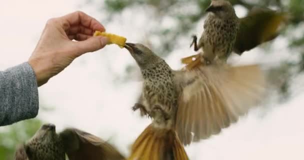 Білі Коричневі Птахи Їдять Їжу Жіночої Руки Дикій Природі — стокове відео
