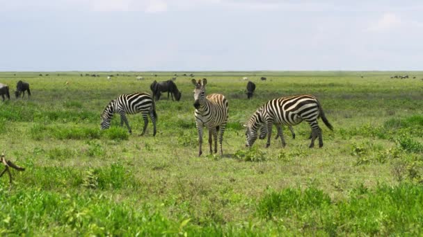 Zebra Zwierzęta Wildebeest Cieszą Się Chłodnym Słonecznym Dniem Dziczy — Wideo stockowe