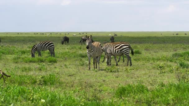 在广阔的田野中看到的非洲野生动植物 — 图库视频影像