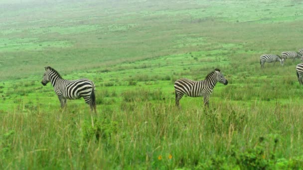 Large Zebras Eating Grass Meadow Foggy Autumn Day — Stock Video