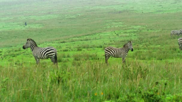 Zebra Bir Tarlada Duruyor Farklı Yönlere Bakıyor — Stok video