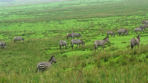Pack Tanzanian Zebras Walking Eating Grassland — Stock Video