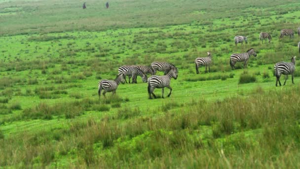 Aggregering Zebradjur Nationalparken Serengeti — Stockvideo