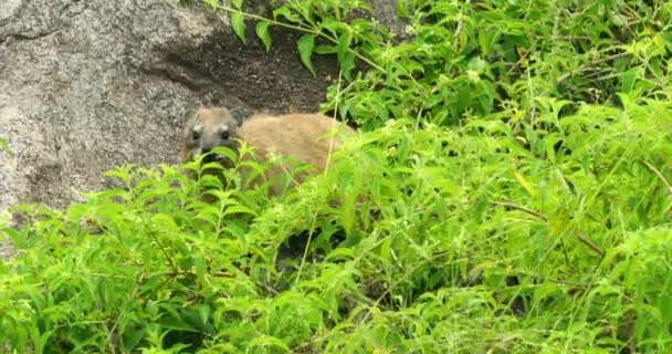 Angry Roch Daman Animal Chewing Grass Staring Camera — Vídeo de stock