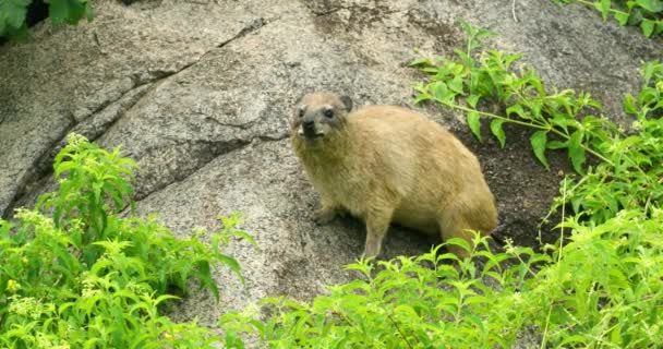 Rock Hyrax Animal Rock Itching His Belly His Leg — Stock Video