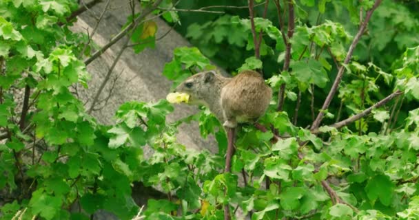 Small Rock Rabbit Animal Eating Leaves Branch Climbed — Stock video