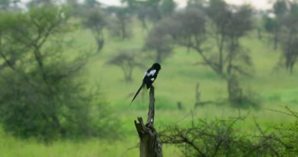 Black White Southern Fiscal Bird Standing Dead Tree Branch — Vídeo de Stock