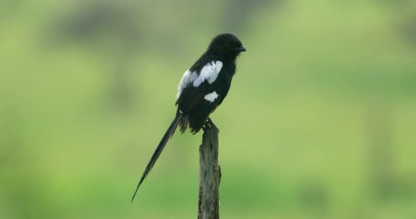 Close Shot Southern Fiscal Bird Opening Closing Its Beak — Stok video