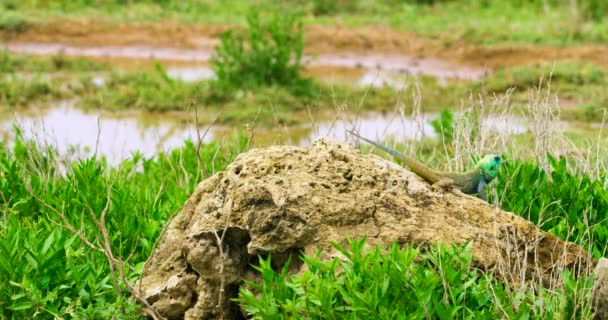 Steady Shot Varicolored Lizard Crawling Rock Africa — Vídeo de Stock