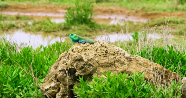 Colored Southern African Rock Agama Lizard Enjoying Wildlife — 图库视频影像