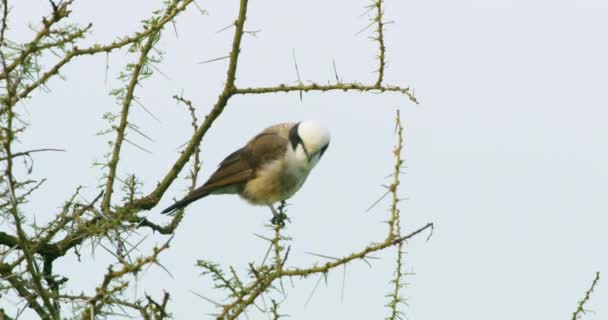 Pasăre Albă Maro Din Sudul Coroanei Albe Stând Ramură Copac — Videoclip de stoc