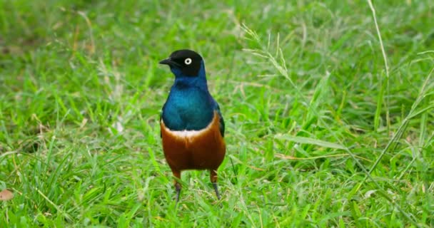 Close Look Tanzanian Blue Brown Superb Starling Bird — Stok video