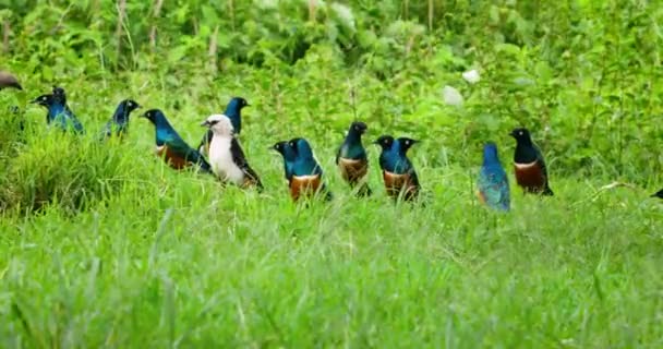 Flock Superb Starling Birds Standing Meadow Serengeti — Stockvideo
