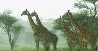 A steady shot of large brown giraffes standing under heavy rain.