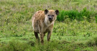 An angry hyena with beige fur standing in the African wilderness.
