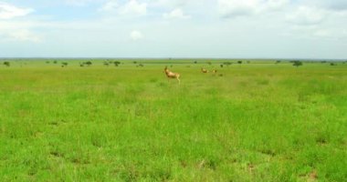 Impala animals standing in the middle of a large grassy field.