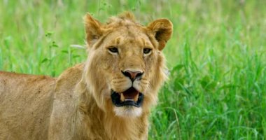 A surprised golden lion opens his jaw and shows his yellow tusks.