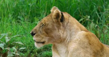 Altın sarısı kısa saçlı dişi aslan kameraya bakarak başını çeviriyor..