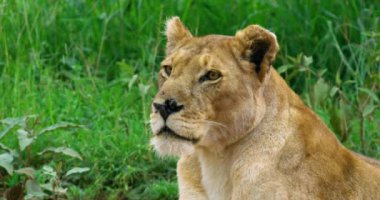 A close shot of yellow lioness in Serengeti area in Tanzania.