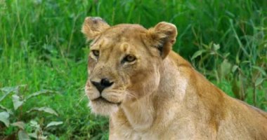 A close shot of golden lioness with a muscular body while standing up.