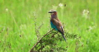 A macro shot of the colored racket tailed roller bird on a branch.