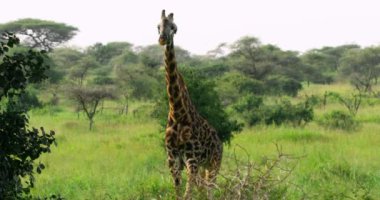 A close up shot of a tall giraffe moving its ears and tail.