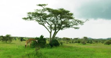 Wide shot showing amazing view of nature in the Serengeti park.