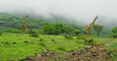 Beautiful view of nature on a foggy day shows two giraffes.