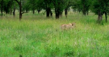 Two lions walking slowly in the african savannah.