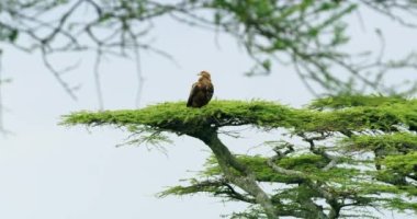 Footage of african nature on a hot day showing tawny eagle bird.