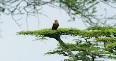 Tawny eagle resting in nest in a sunny hot day in africa.