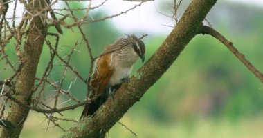 Closeup shot of a white browed coucal perching on a tree branch.
