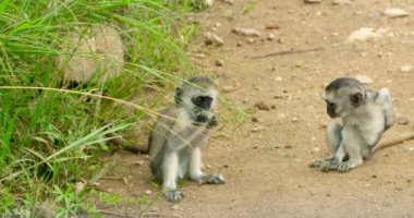 Close up shot of two black face vervet babies.