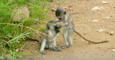 Beautiful view of two cute black faced vervet babies playing.